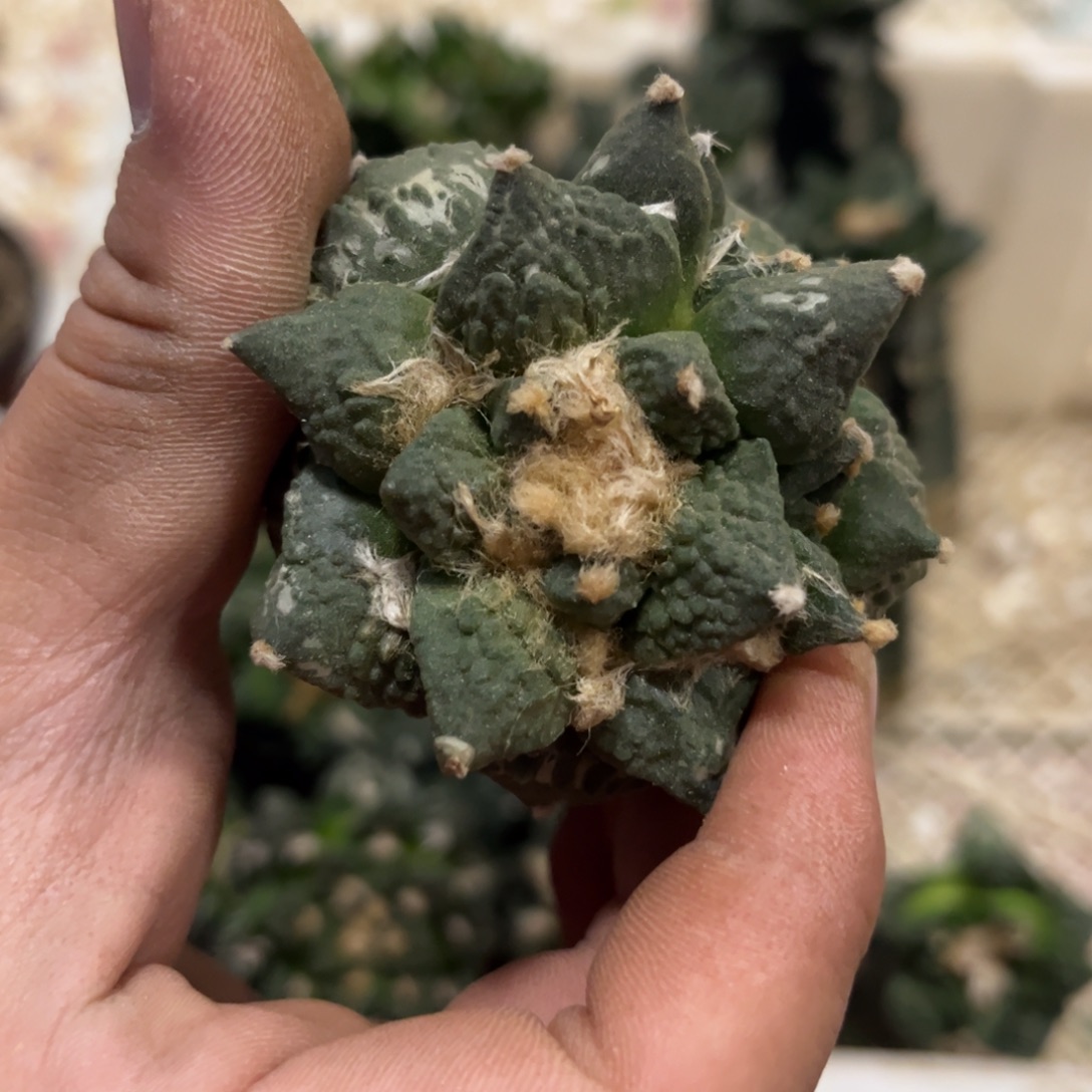 仙人球仙人球仙人球