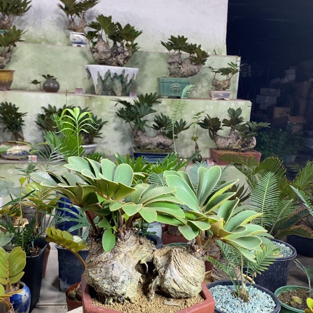 顺***子完全开放墨西哥1388