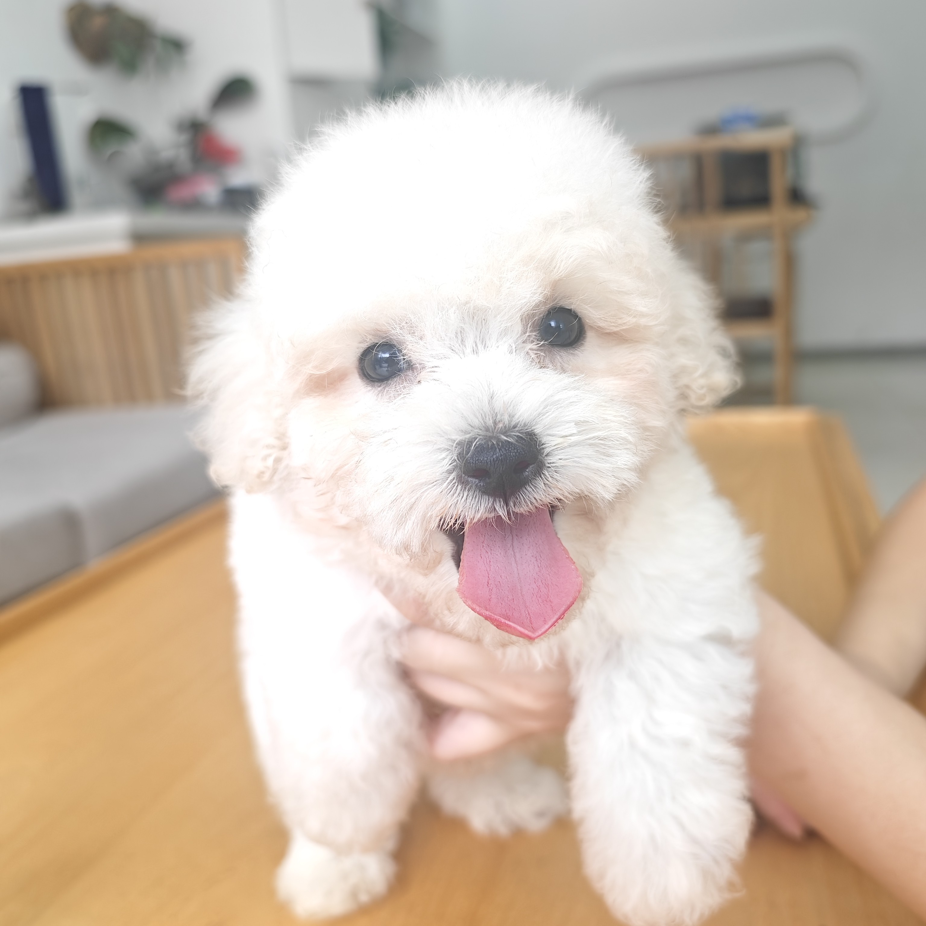 韩系小体比熊狗幼犬