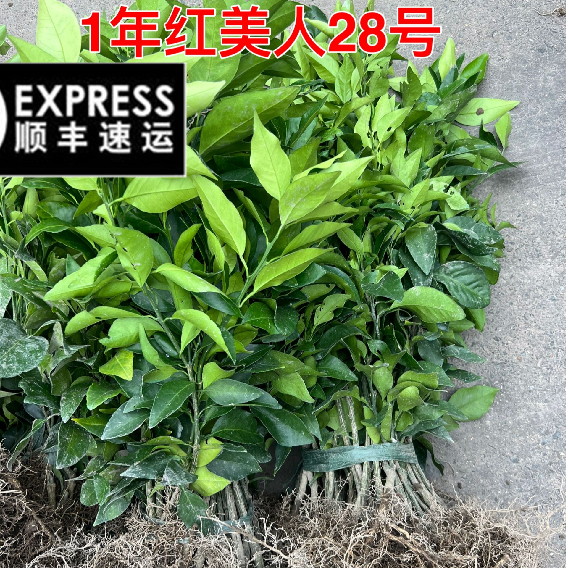 1年生5棵链接红美人柑桔蜜桔树苗庭院盆栽地栽阳台青柚柑桔