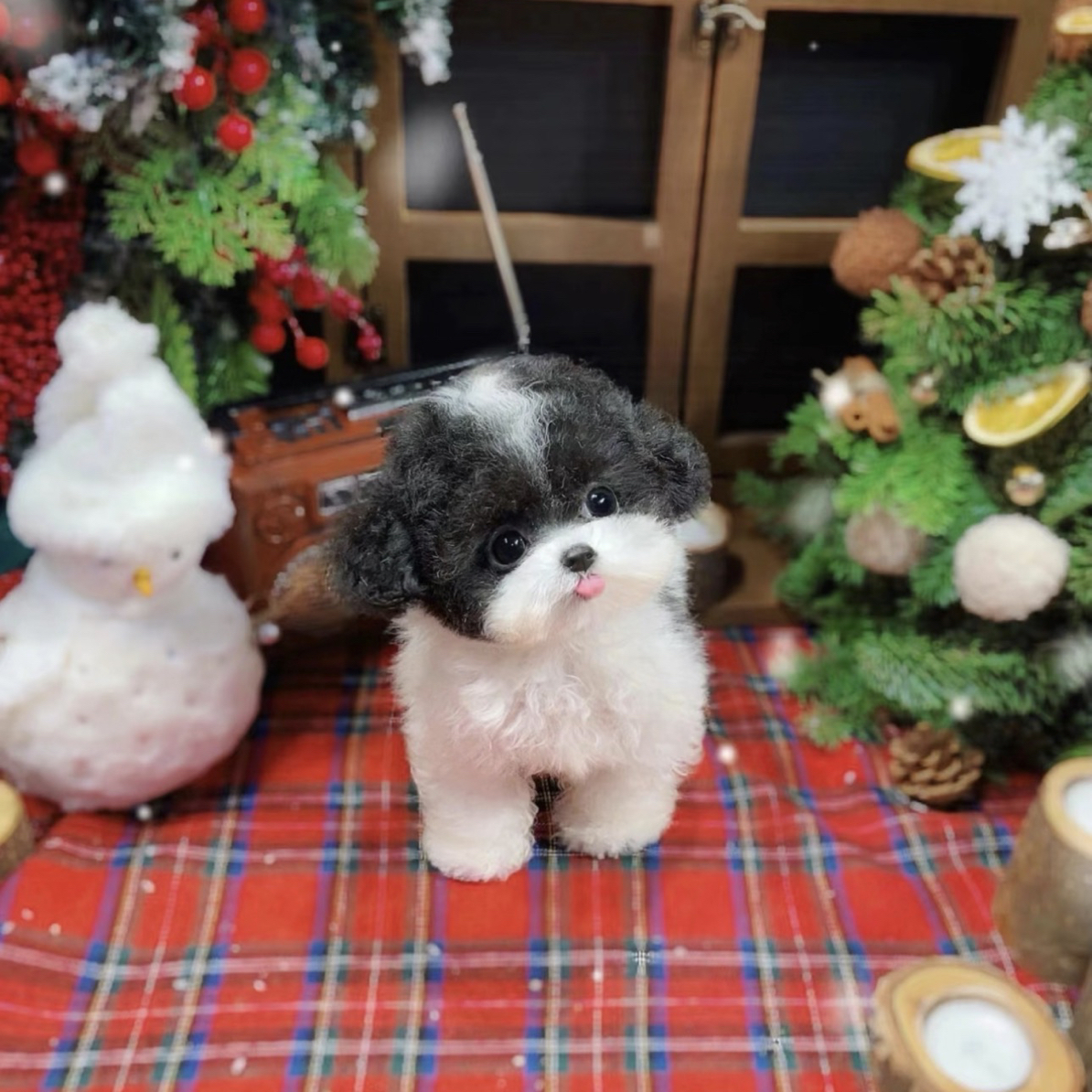 『唐发发』韩系灰泰迪 花泰迪 全款链接