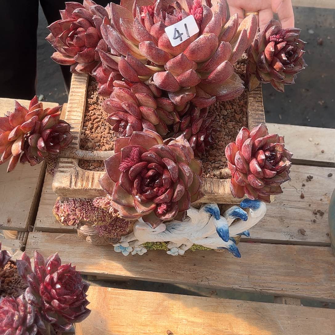 蓉41号卡杂多肉植物000