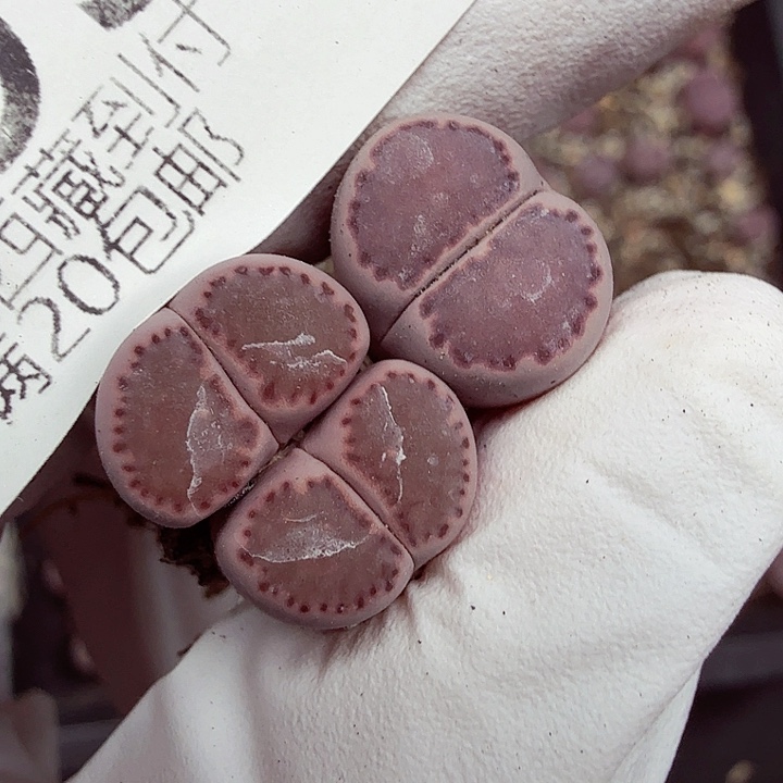 初***琪是因为她没有那么想465哈哈