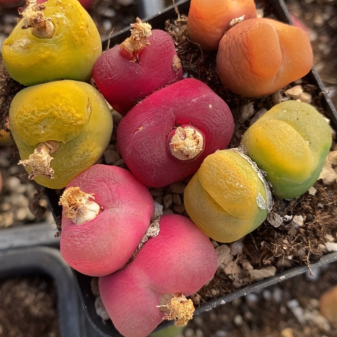 24115双头丝绒彩蟠桃一组。  