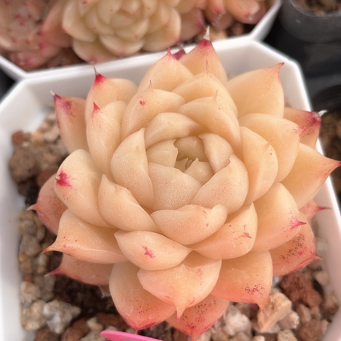 优选麦秆福利1092