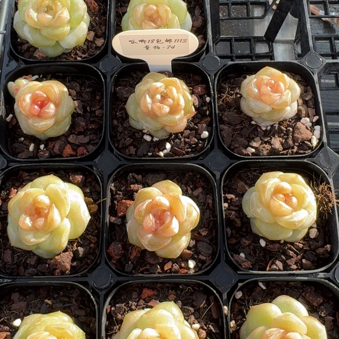 1113-74-蜜桃果汁单头量拍