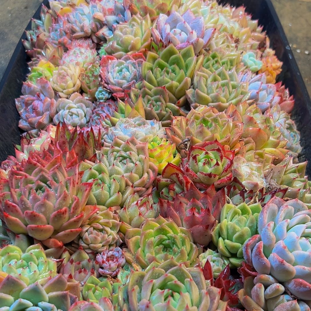 631多肉葡萄的味道是真的