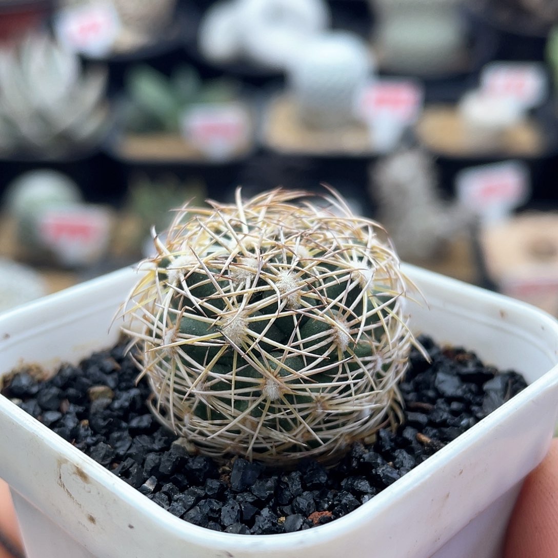 实生顶花球属海胆丸仙人球