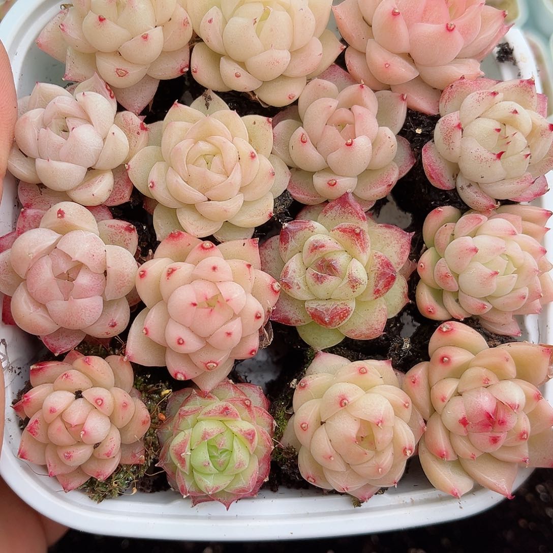 1-282 新疆西藏内蒙不发12.8包邮2-3公分多肉