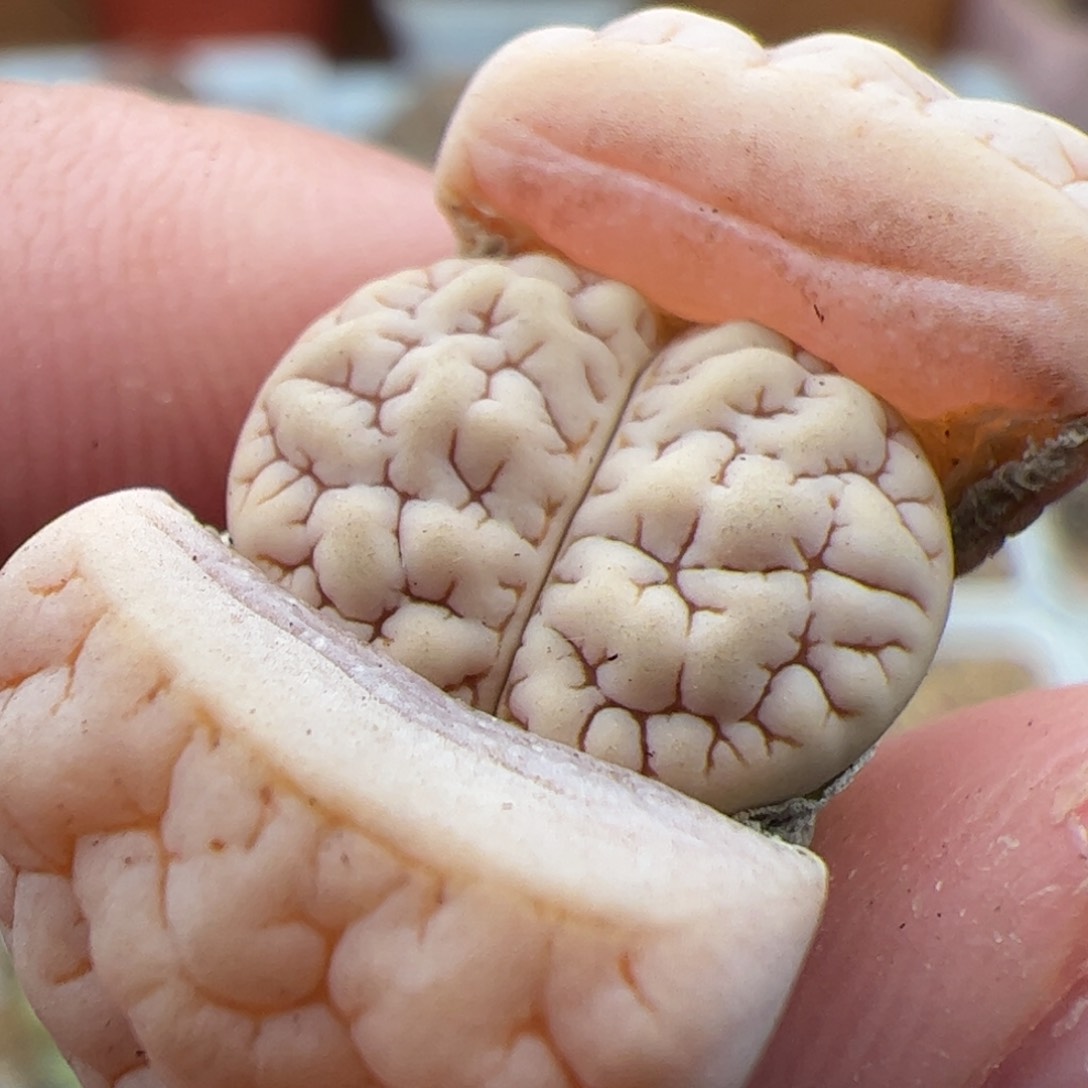 0459号189 多肉植物