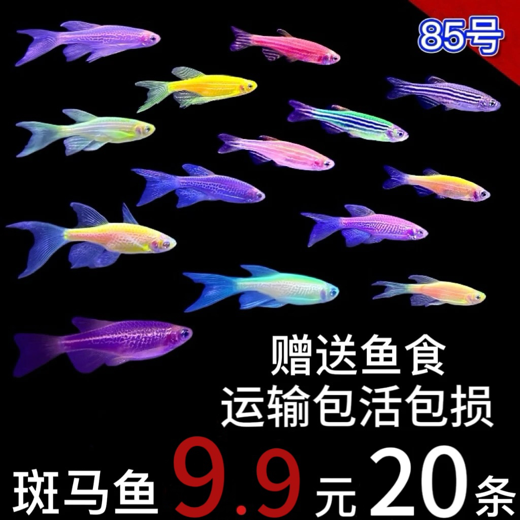 （糖果斑马鱼）新手好养耐活热带淡水鱼练手鱼小型精品观赏鱼饲料鱼