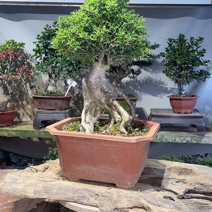 无花朵米叶枸骨米叶枸骨