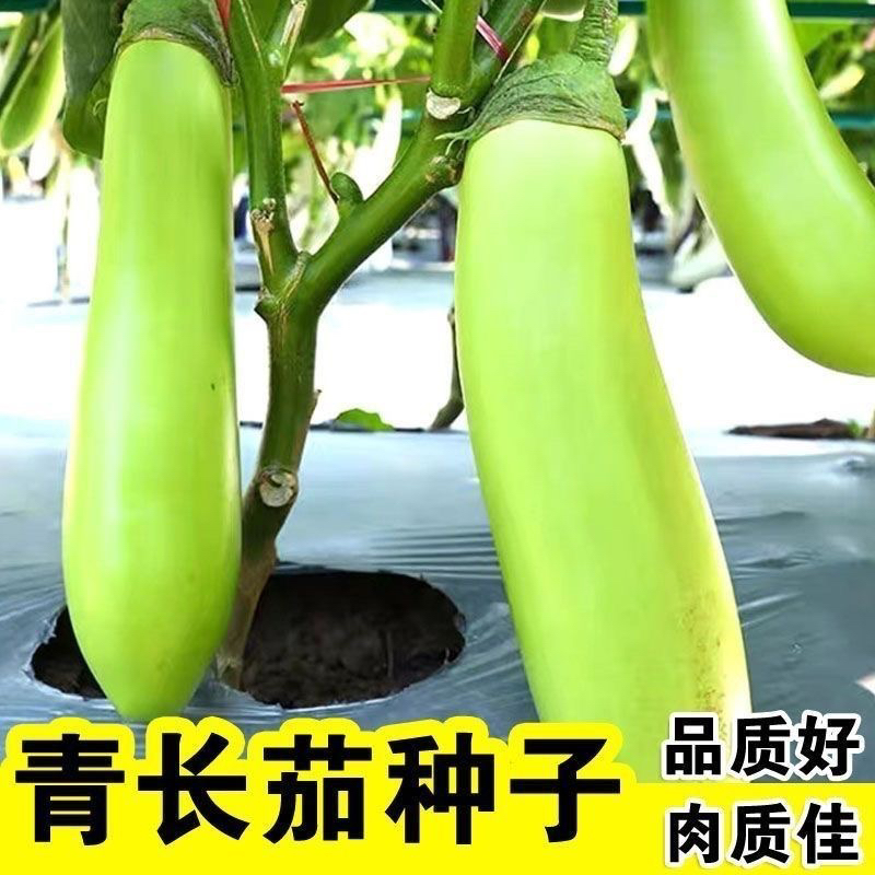 【全店6包包邮】绿长茄子青皮茄瓜绿色无籽菜种绿茄子种青圆茄子