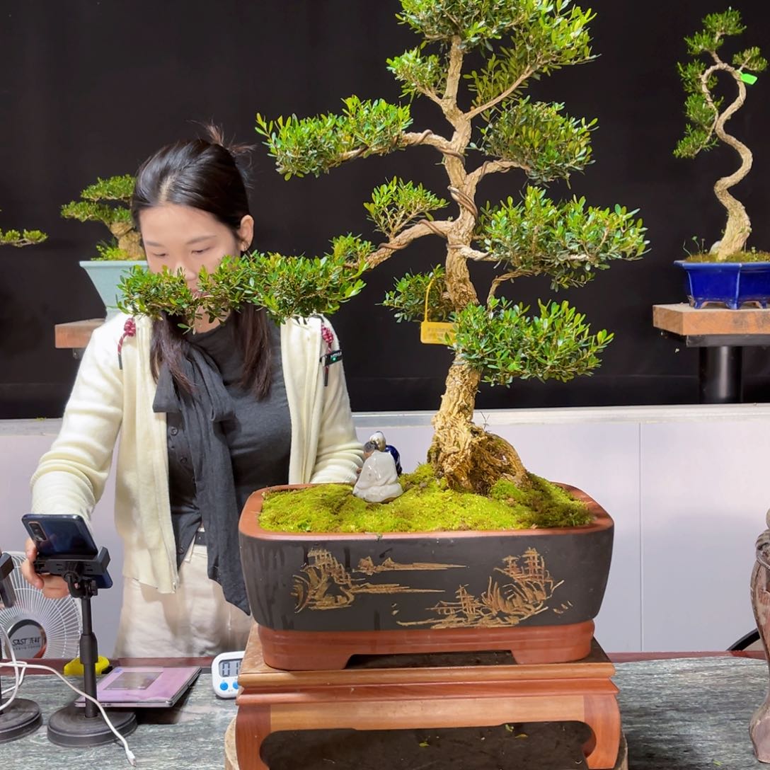 四季常青老桩黄杨盆景