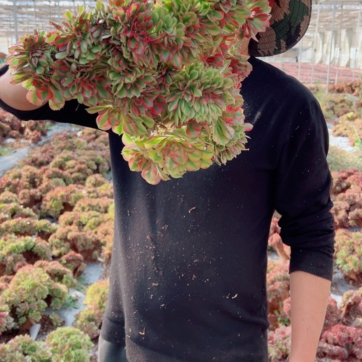 大颗红袖醉话32号