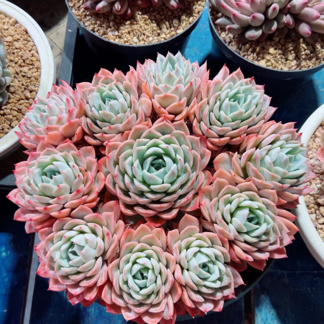 约瑟琳的多肉植物