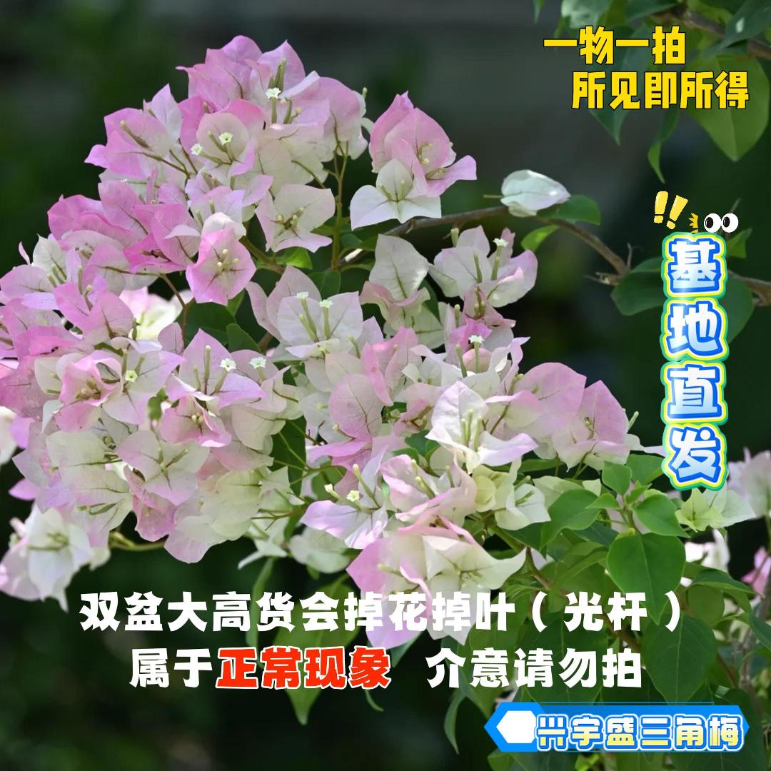 兴宇盛【26单盆一物一拍会掉花落叶会成光杆介意勿拍！】三角梅