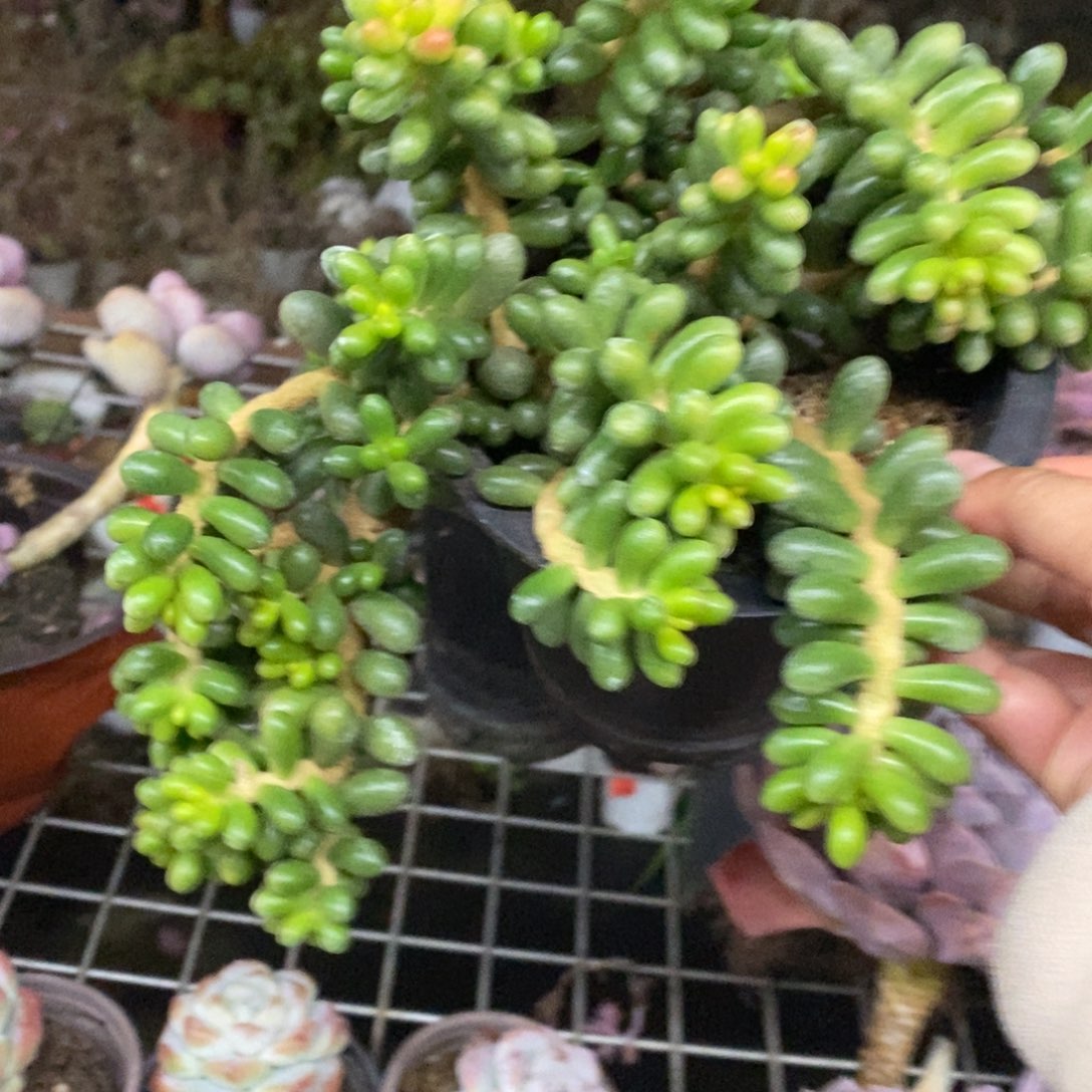 绿龟卵整桩无砍，掉叶不售后