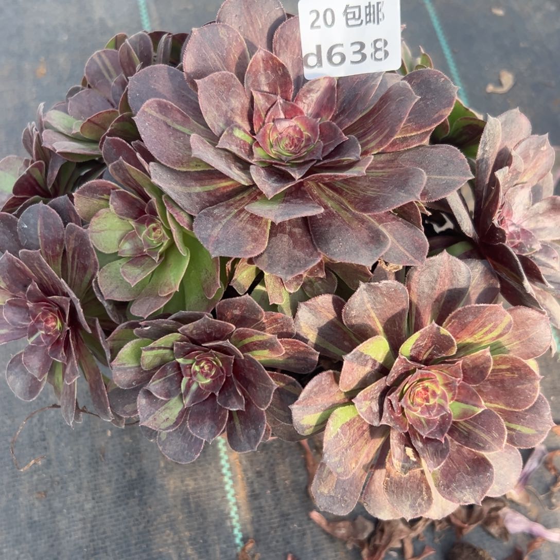 638花月夜，满20包邮嘟叮熊