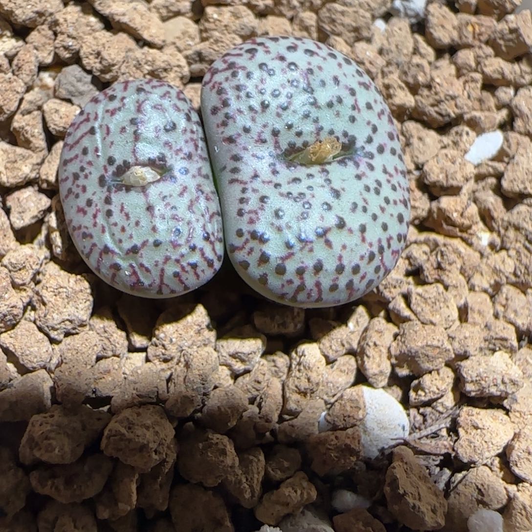 肉锥多肉植物组合-火龙果安贞74