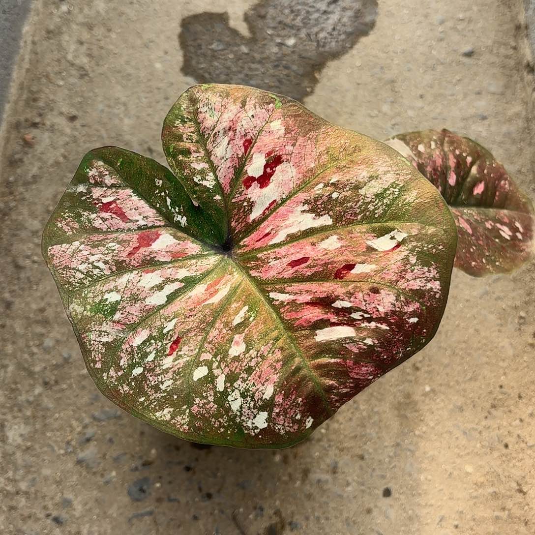 泰国彩叶芋81-0124 多肉