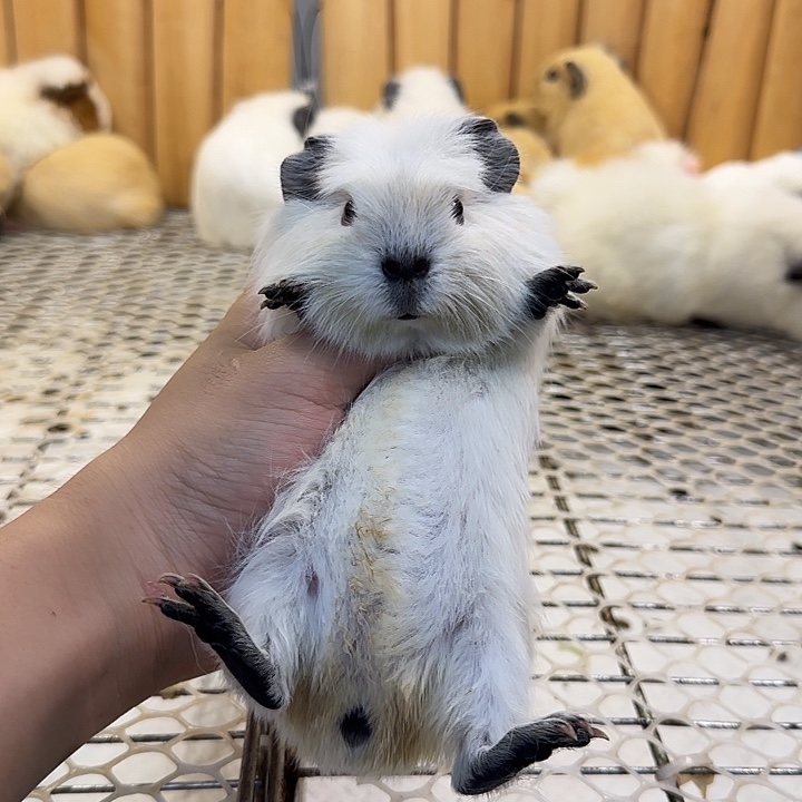 豚鼠纯白冠毛加州妹妹
