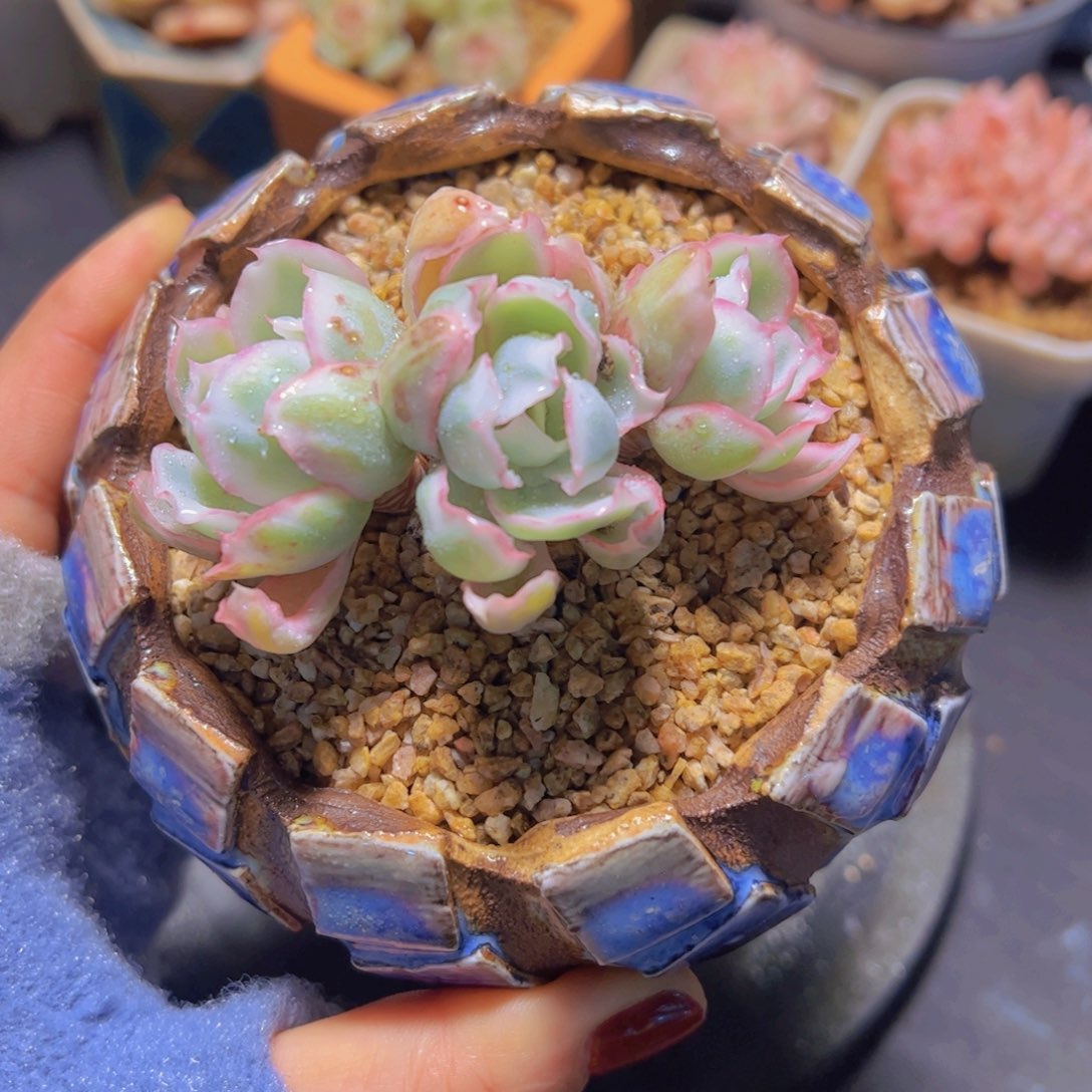 L****呀伯克利锦，多肉植物