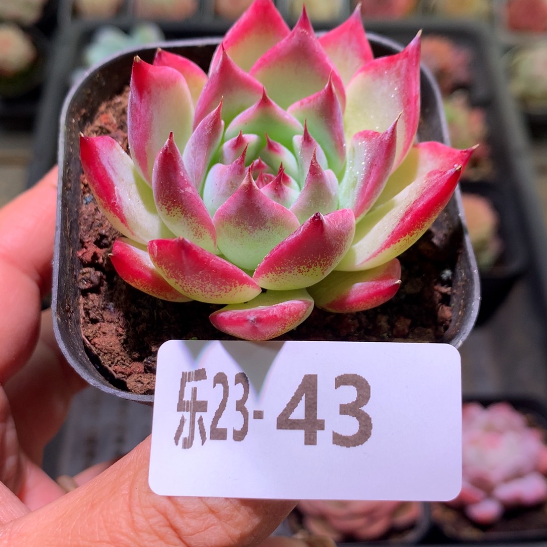 乐然23-43 吉娃娃 