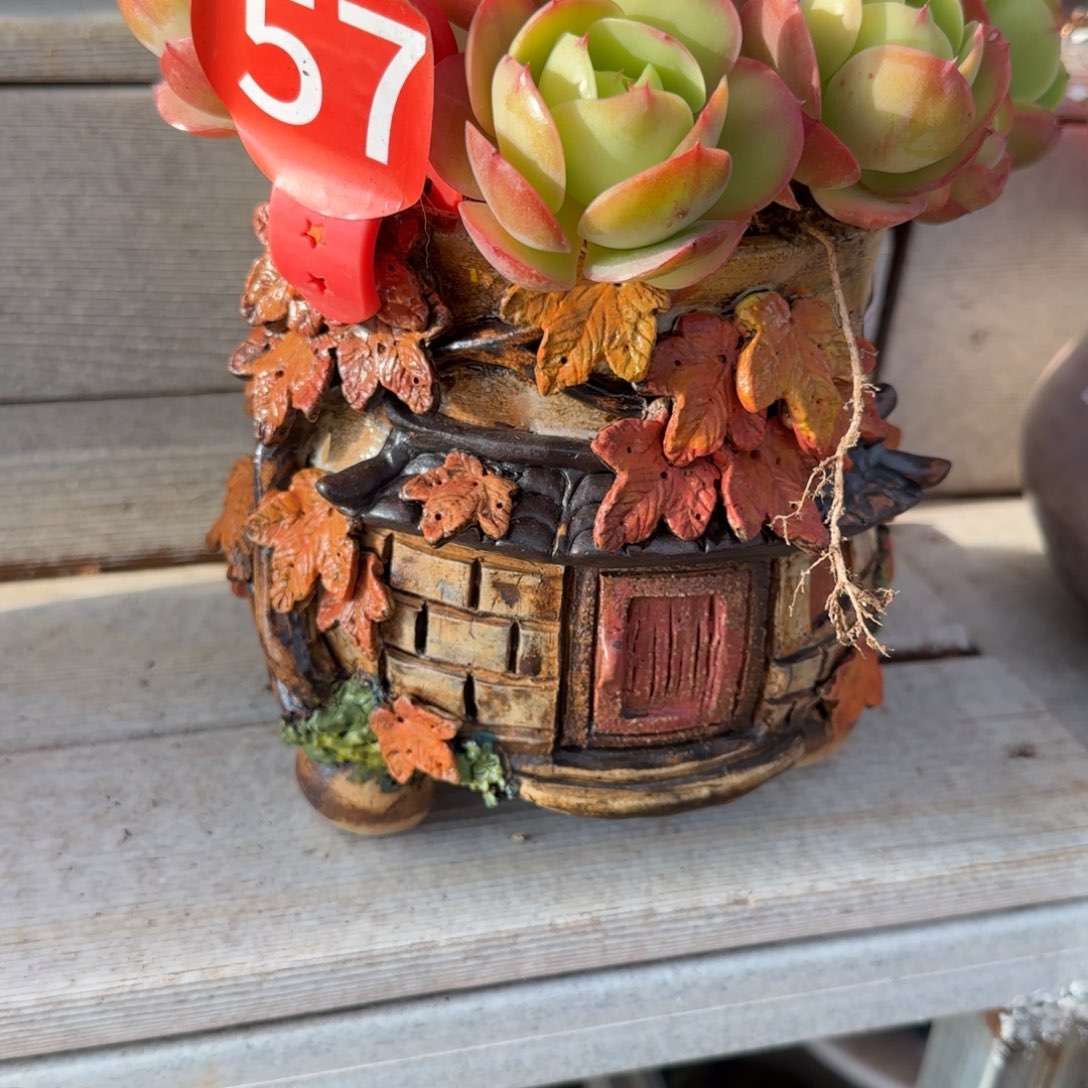 半***光57。       花盆一个。     