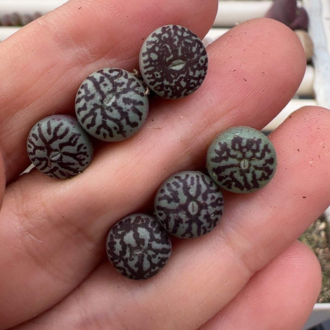 12.24好看的多肉脱土发货741