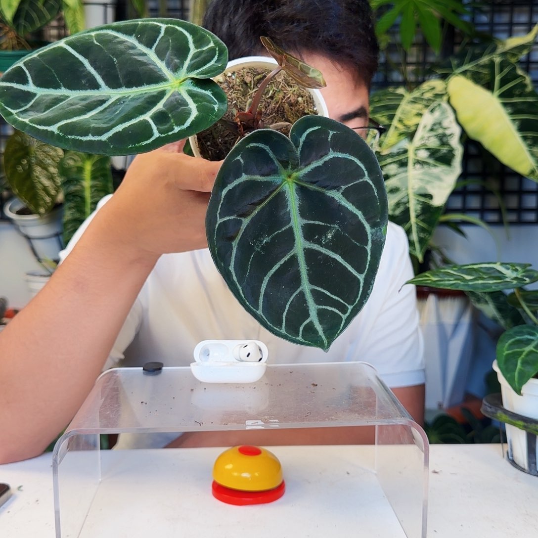 不开花植物R117狂战士杂黑水晶