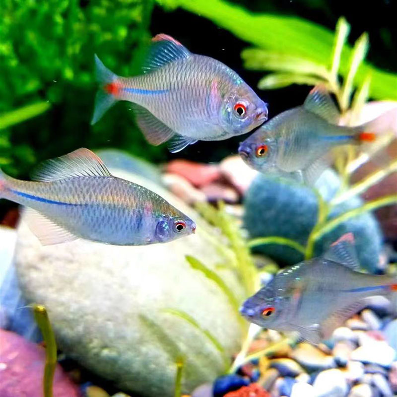 一物一拍高体鳑鲏鱼冷水鱼