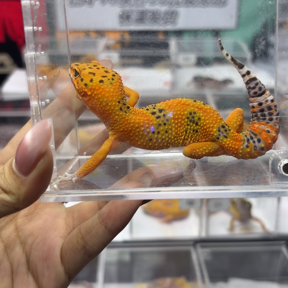 豹纹守宫翡翠妹妹 J085