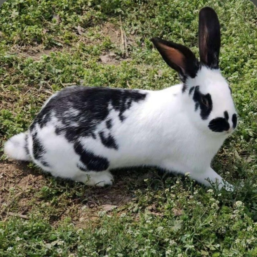 大型肉兔新西兰比利时花巨兔活体链接顺丰兔子包邮