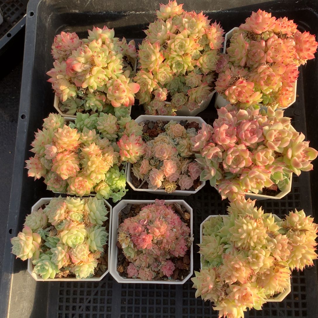 1204-48 套餐一组