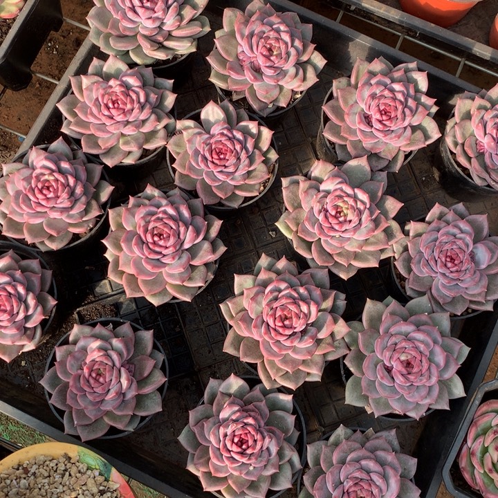 紫雪多肉植物两单包邮