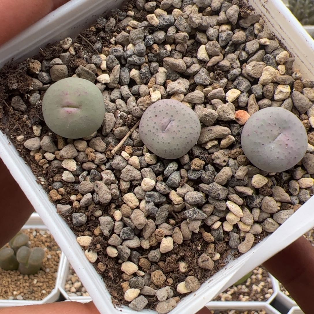 9.23奶油嘴多肉植物176