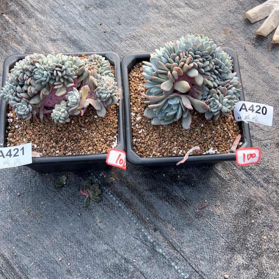 晚*421、420多肉多肉多肉多肉