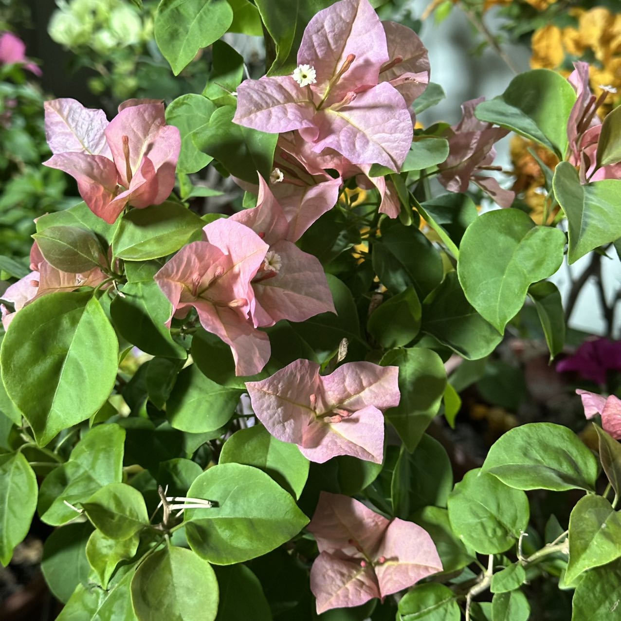 【新疆包邮】1米高飘不甜西瓜三角梅