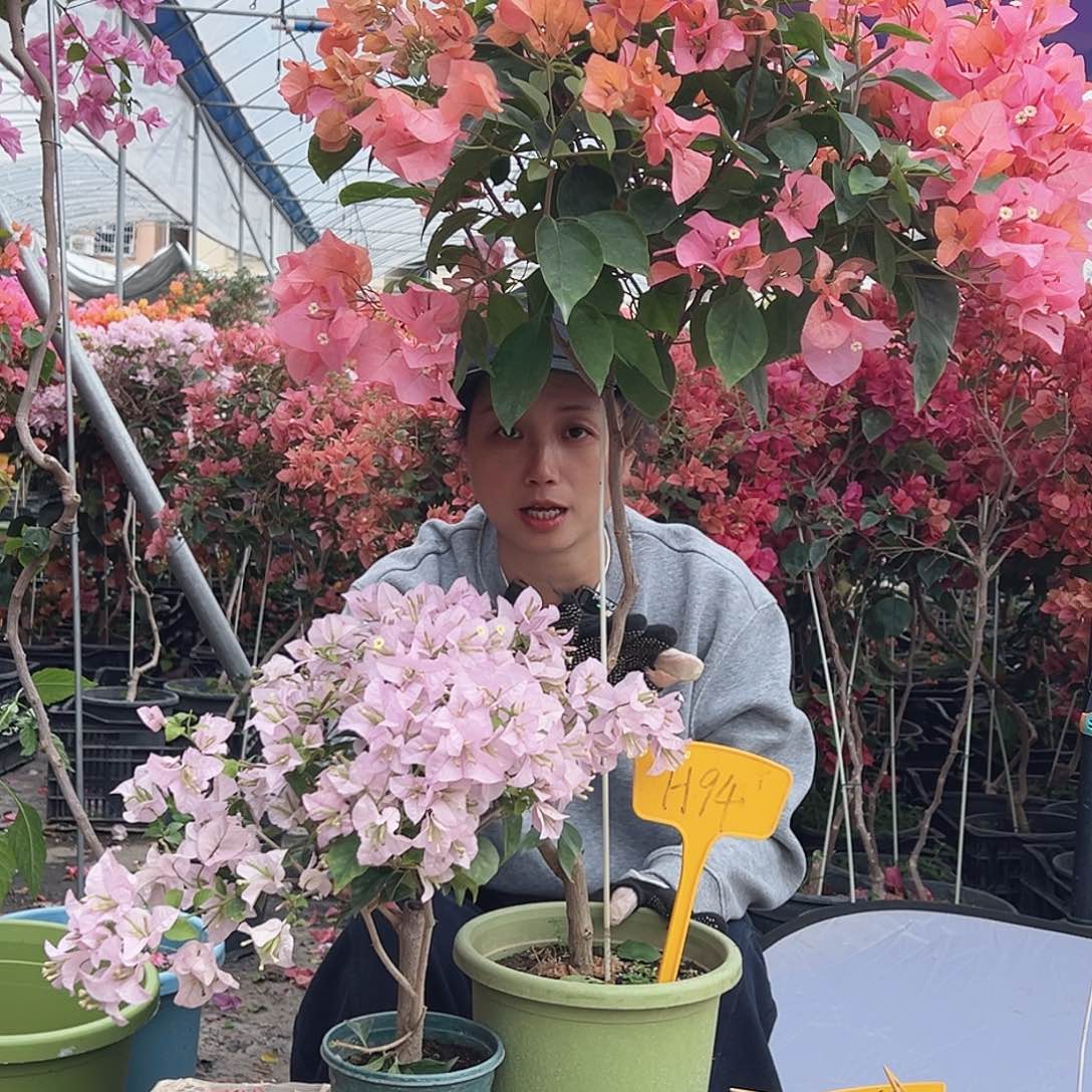 笑****大部分花苞少量开放H94波妹，苹果花掌中宝一棵