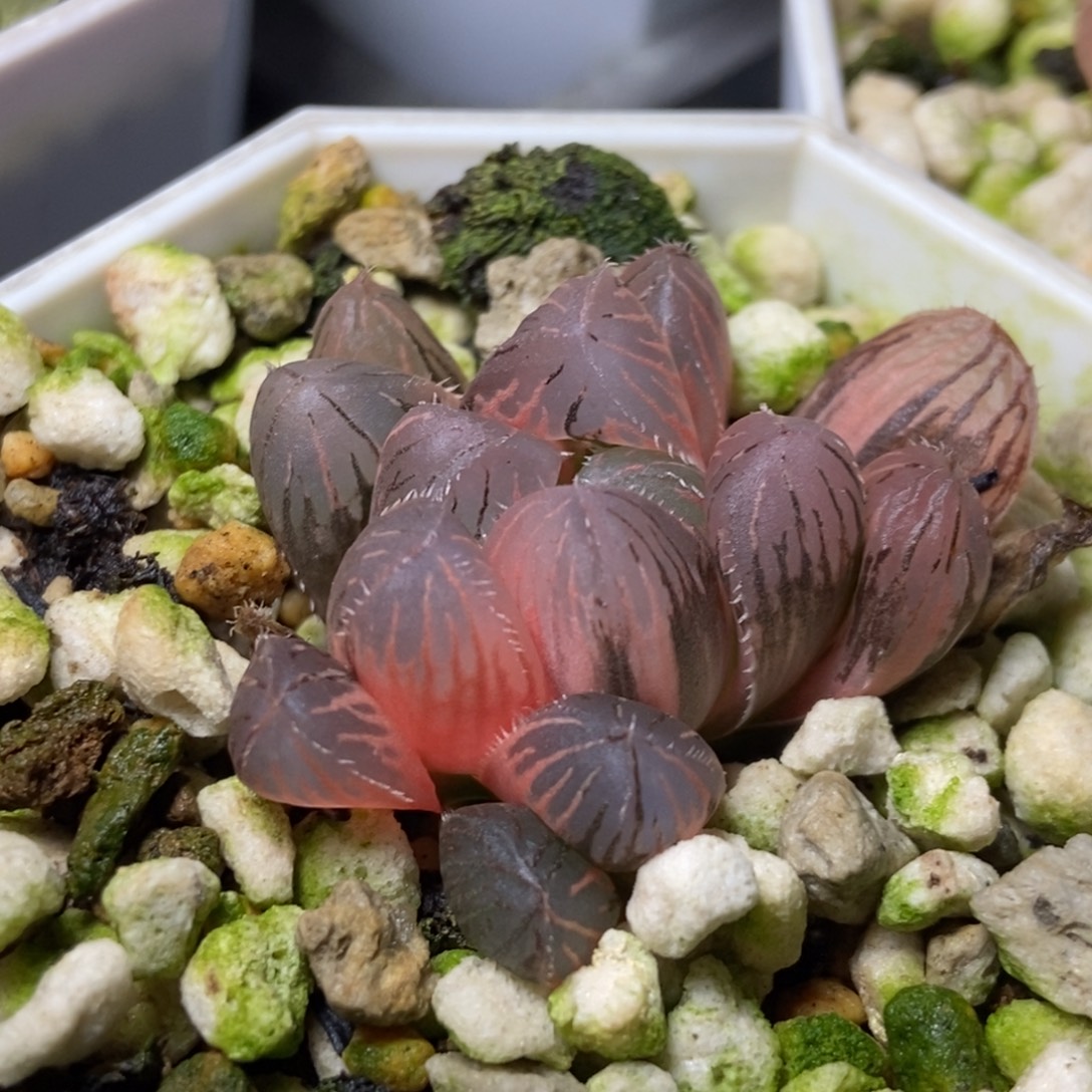 特价特大蓝镜玉露锦一物一拍