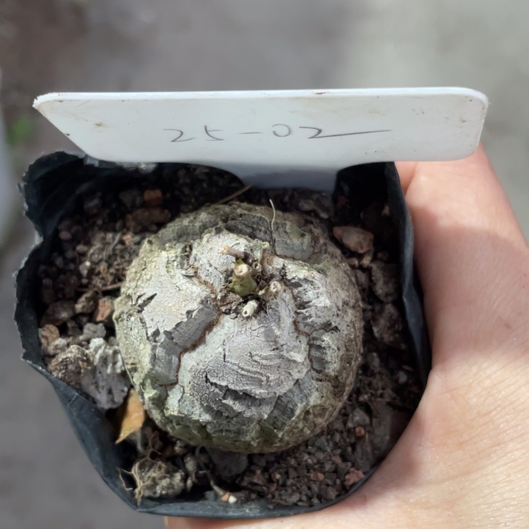 盆栽，深裂，龟甲龙4公分