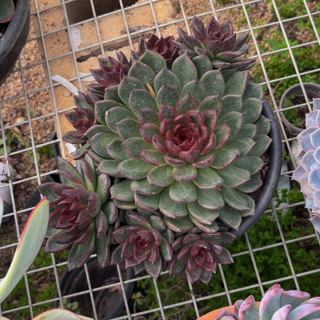 新疆西藏内蒙不发货，水晶杂