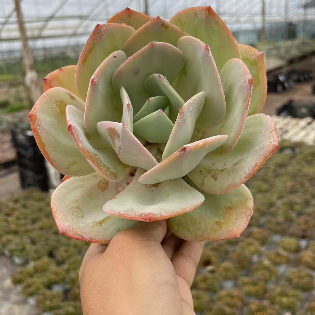 白凤老桩多肉植物适合阳台办公室庭院种植