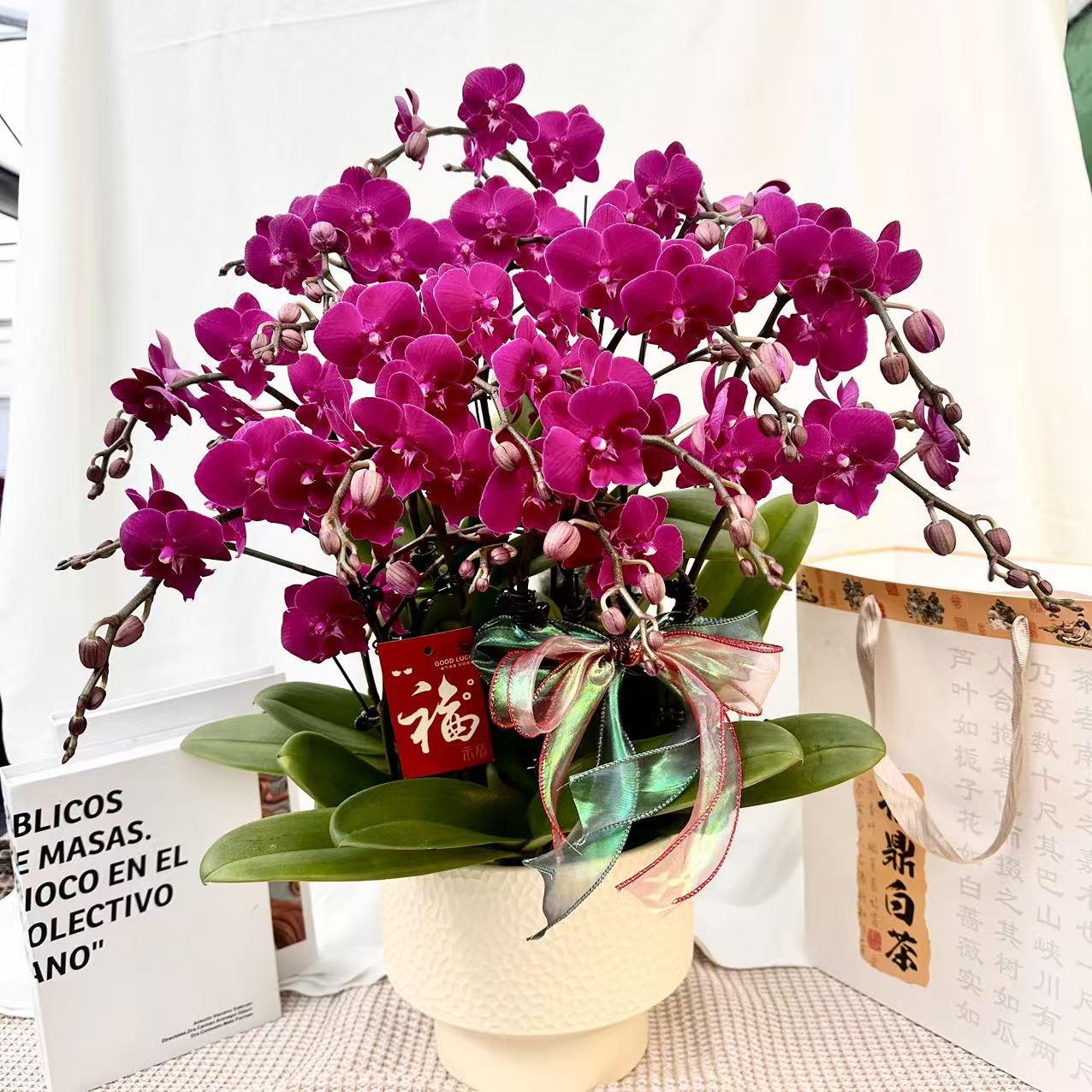 花世界蝴蝶蘭【莫雷利亚】高端欧品花花 爆花量紫红色系