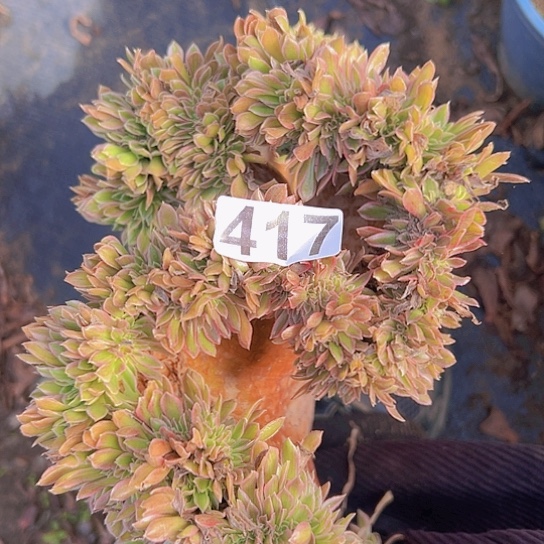 至***宝多肉植物一个有伤女神