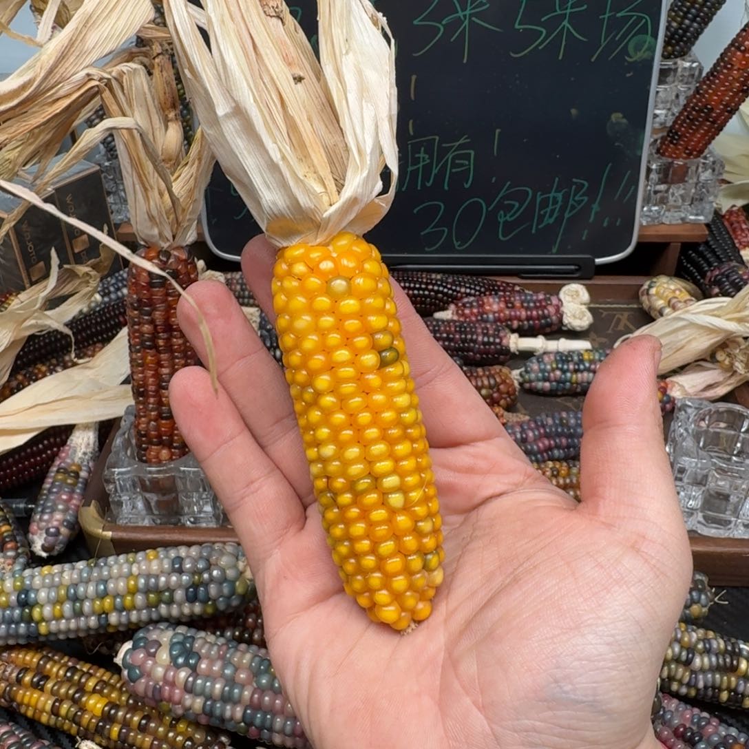 柏香籽/百香籽吊坠盐***王