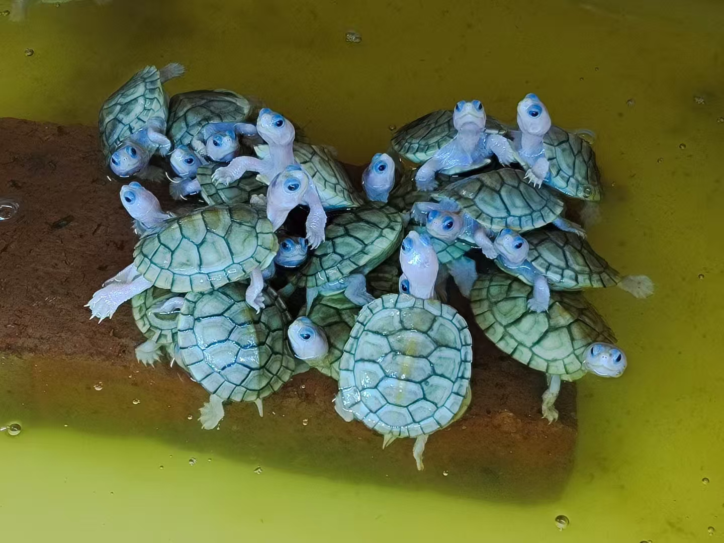 龟乌龟活体观赏宠物龟乌龟专用适合深水养殖小乌龟小龟批发巴西