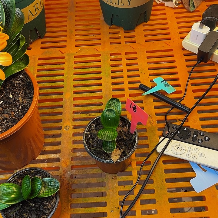 完全开放舒展娃娃