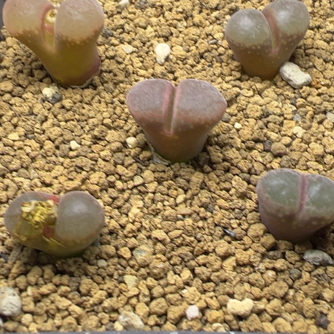 14-139肉锥多肉植物